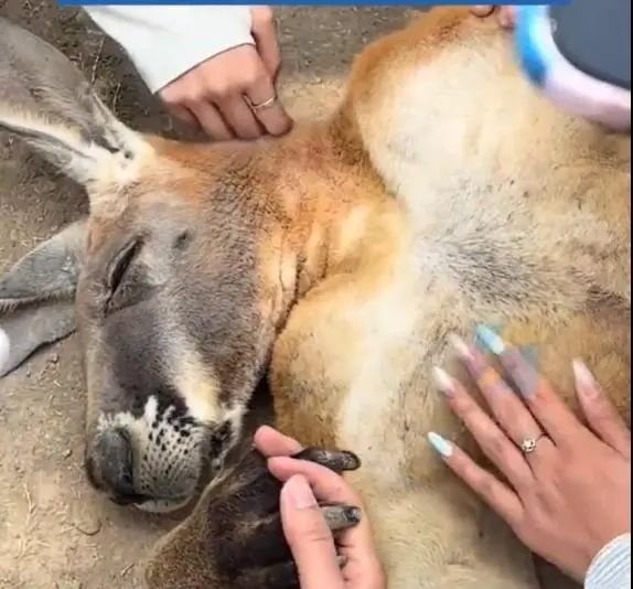 纯旭配资 网红袋鼠任人抚摸？动物园工作人员称项目很早就有，专家：不建议直接接触