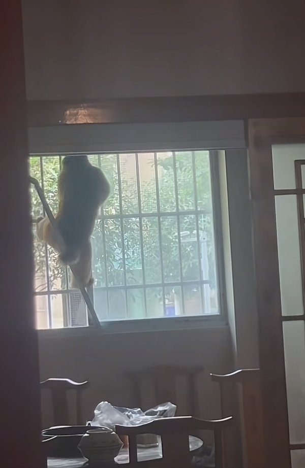 宇轩配资 逛吃“巡城”半月，德阳网红猴“吗喽”归笼！